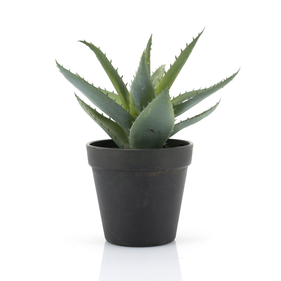 Agave - small