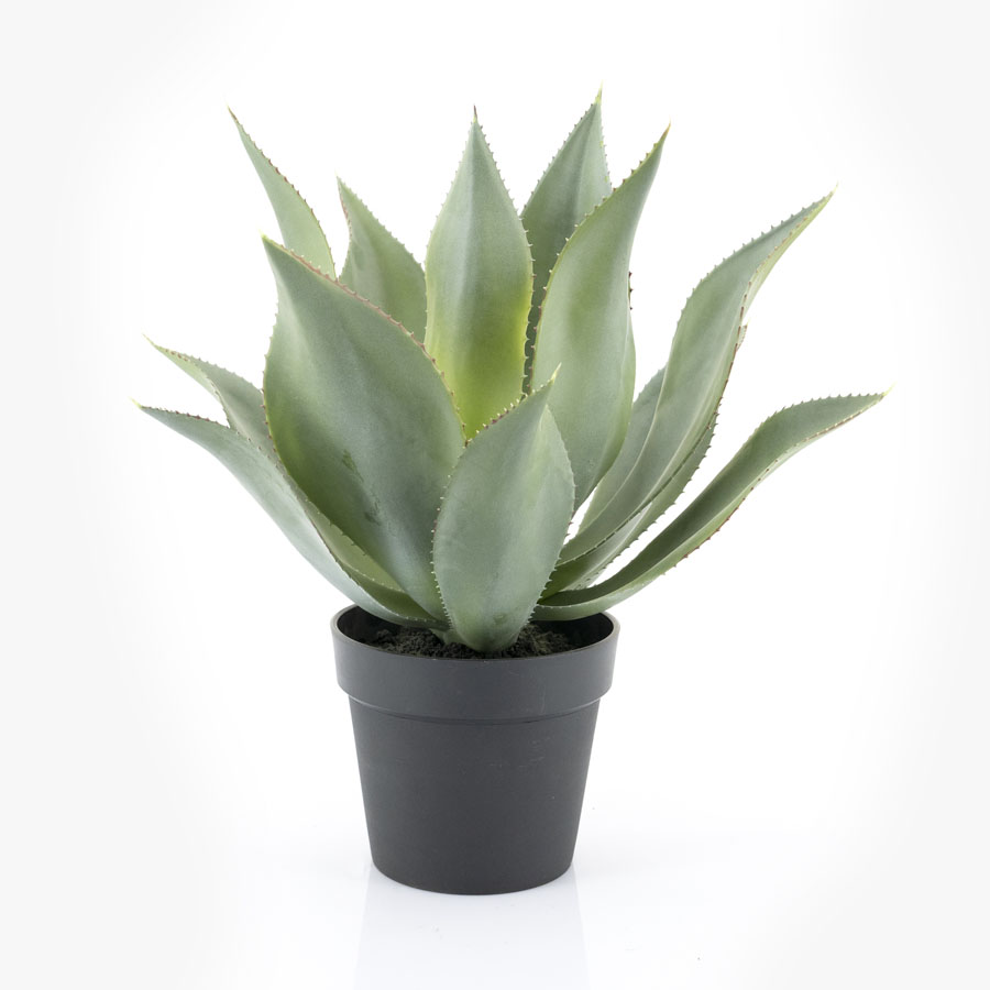 Agave - large
