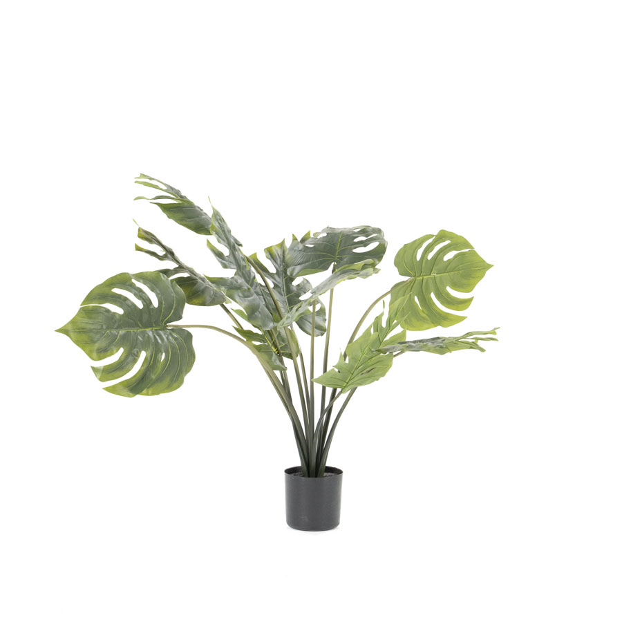 Philodendron Monstera - small