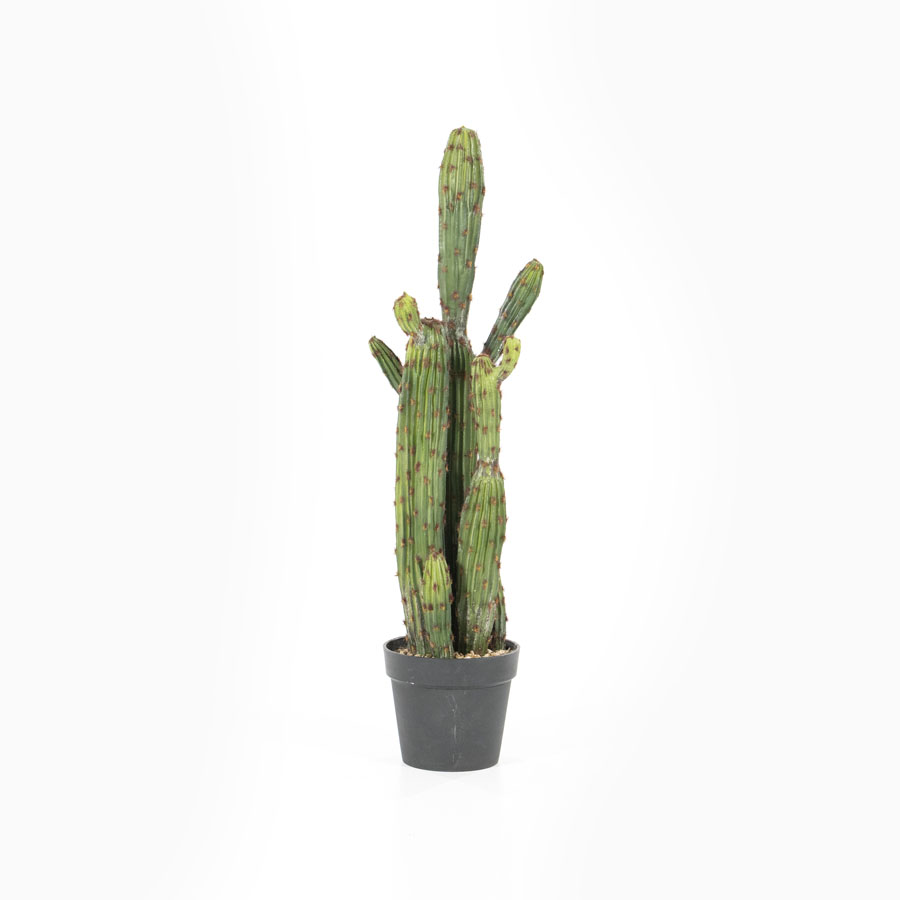 Cactus (per 2)