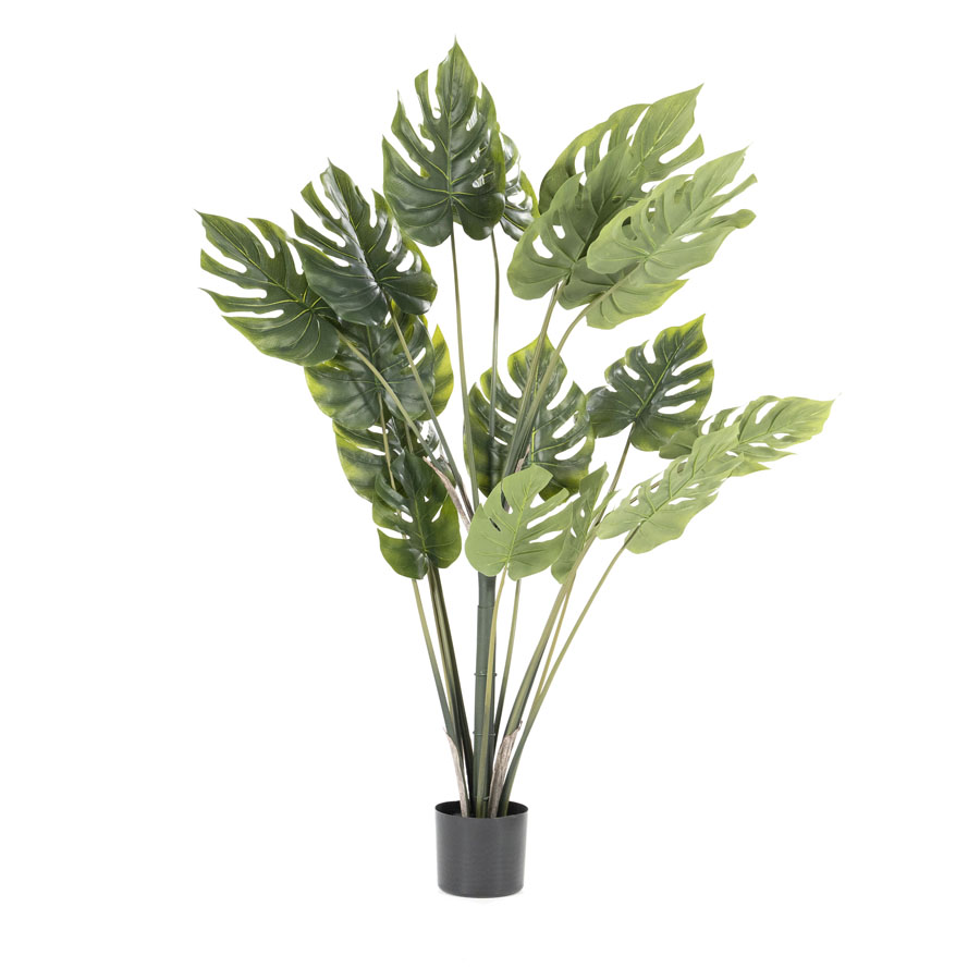 Plant Philodendron Monstera Middel (Per 2)