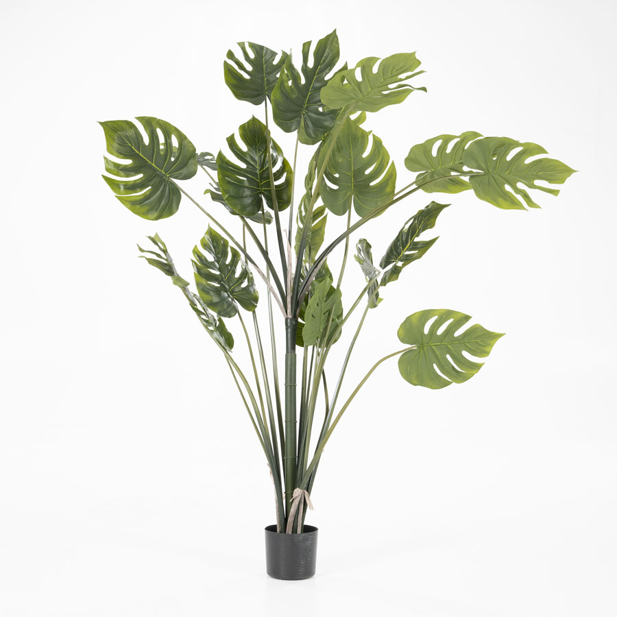 Philodendron Monstera - large